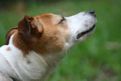 What a beautiful day to be a JRT!