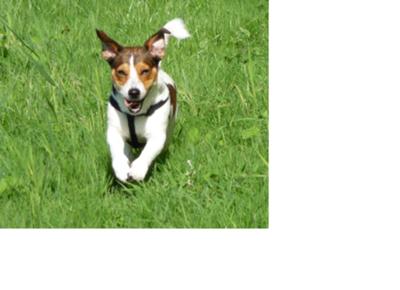 Jack Russell Terrier Photo of Lobo
