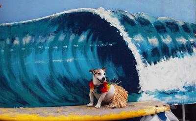 One of Machos last pictures Surfer Dog