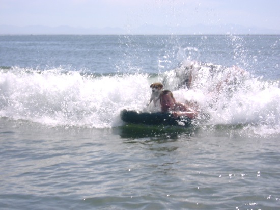 Surfing Jack Russell Terrier Magnus