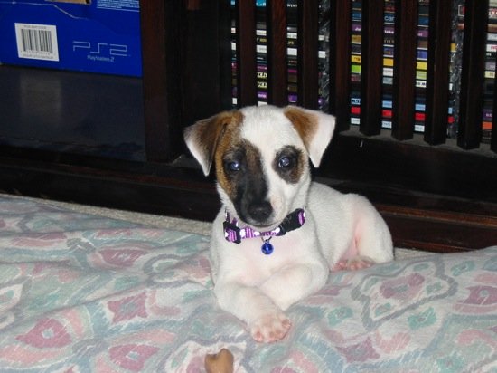 Jack Russell Puppy Max