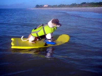 Maximo the Surfer !!