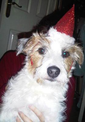 Harvey Wired Hair Jack Russell Terrier