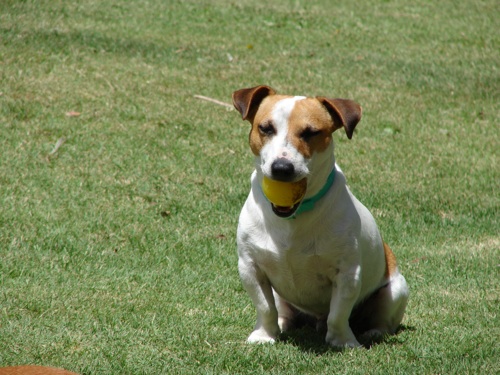 Jack Russell Terrier Milo from South Africa