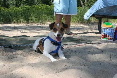 Rocky relaxing on the beach in Erie, PA