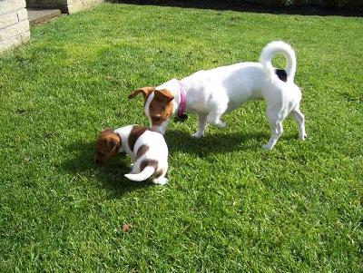 Millie (age 9 mths) Maybelle (9 weeks)