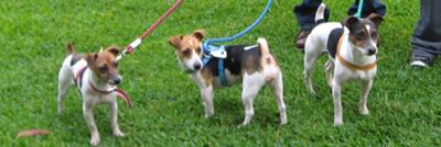 My Three Jack Russell Terriers