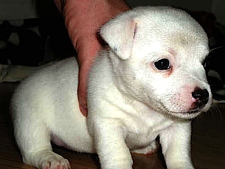 Jack Russell Puppy Nala