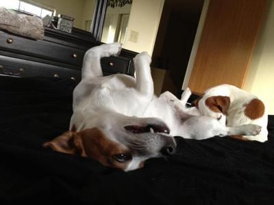 Jack Russell Terrier Brothers