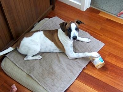 Jack Russell Terrier laying on dog bed