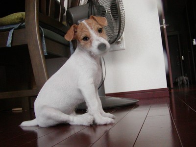 jack russell terrier puppy