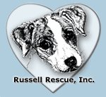 Adopt a Jack Russell Terrier