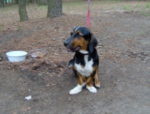 Roger the Jack Russell Terrier