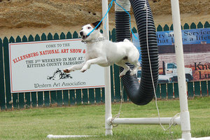 training jack russell terriers