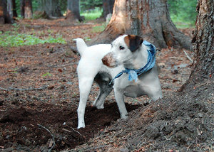 jack russell terrier health problems