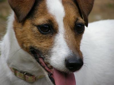 Roxy the Jack Russell Terrier