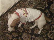 Sparky's St Louis' # 1 Fan