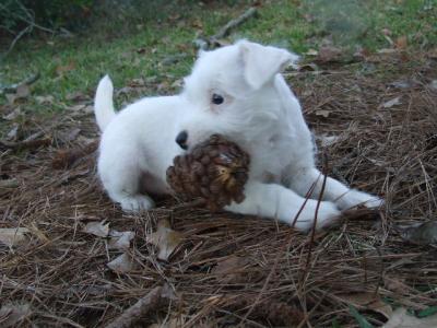 Emmy Lou and her 'prize pinecone!