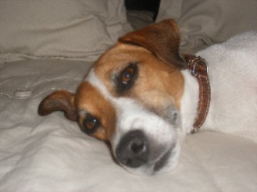 jrt pic