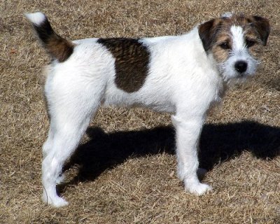 Tess Jack Russell Terrier