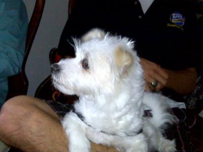 Ed is a 10 year old Jack/Maltese mix. Best dog we ever owned!