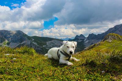 Thor in the Austrian Alps.
