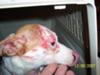 Abused by Cats
