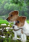 Connemara Terriers