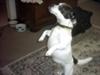 Patches the Dancing JRT