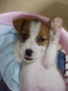 Penny saying Hi!!  (@ 8 weeks old)