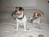 My 2 Jack Russell Terriers