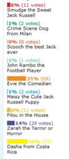 Voting Results for January 2012 Jack Russell Terrier Pictures and Story of the Month