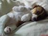 Flissy aged 7 weeks