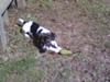 Playing Outside With His Toy Mouse. LOL