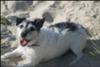 Pyper On the Beach 