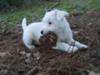 Emmy Lou and her 'prize pinecone!