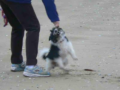 Dog biting behavior when children are present needs to be addressed immediately by a dog trainer. <br><small>Picture Source: Aun'va</small>