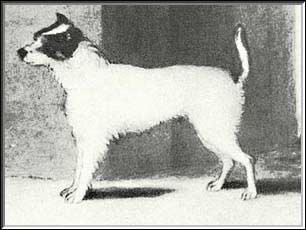 jack russell terrier history