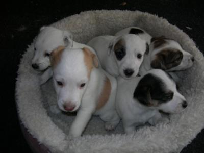 Wolfie, Sweeney, and Siblings