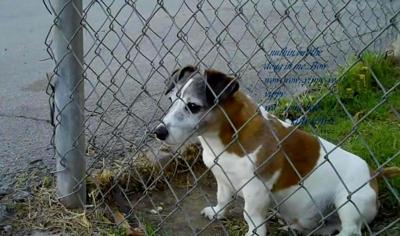 Ziggy Short Legged Jack Russell Terrier