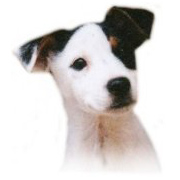 Star valley jack sales russells